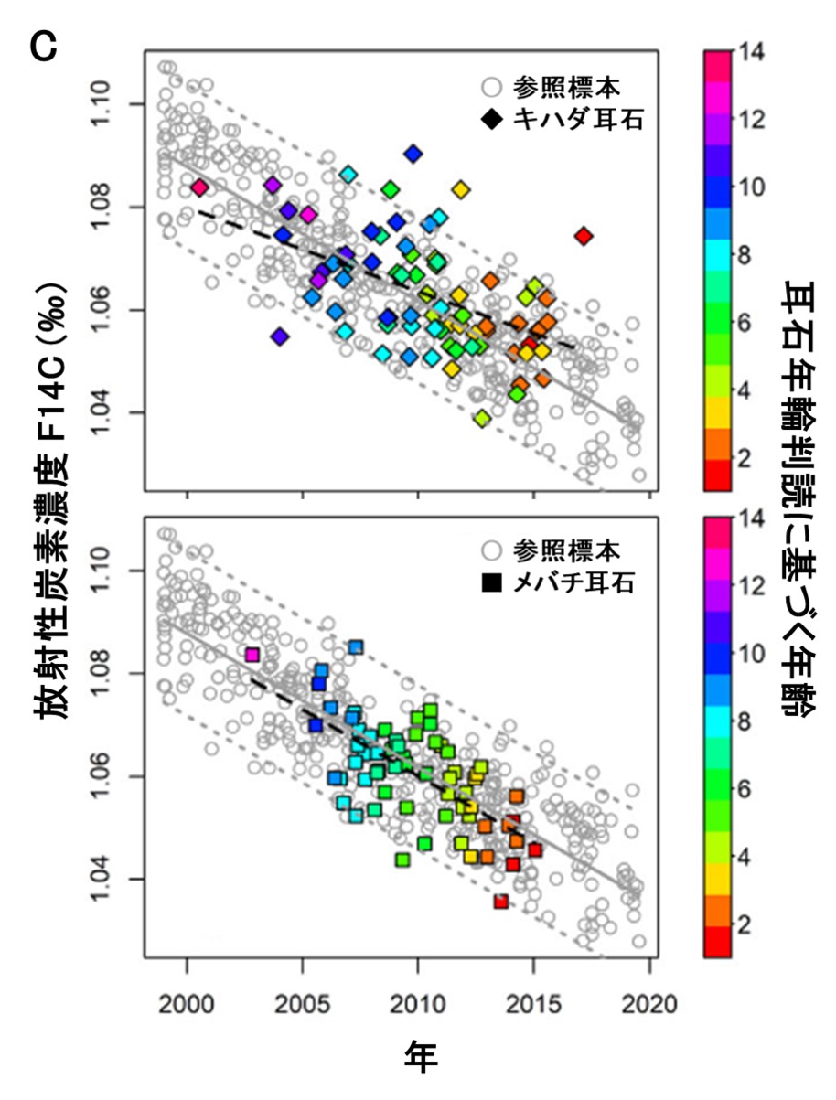 参照標本と耳石年輪判読に基づいて1歳以上と査定されたキハダ（上段）、メバチ（下段）のC14濃度年変動比較の図