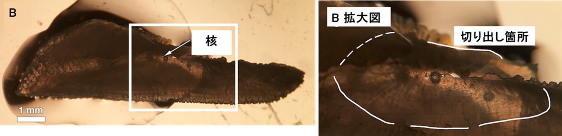 1歳以上のキハダ、メバチ耳石の切り出し部位の画像