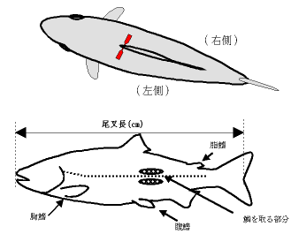 尾叉長の計り方