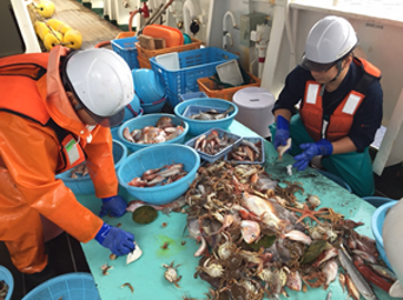 底びき網調査により採集された底魚類