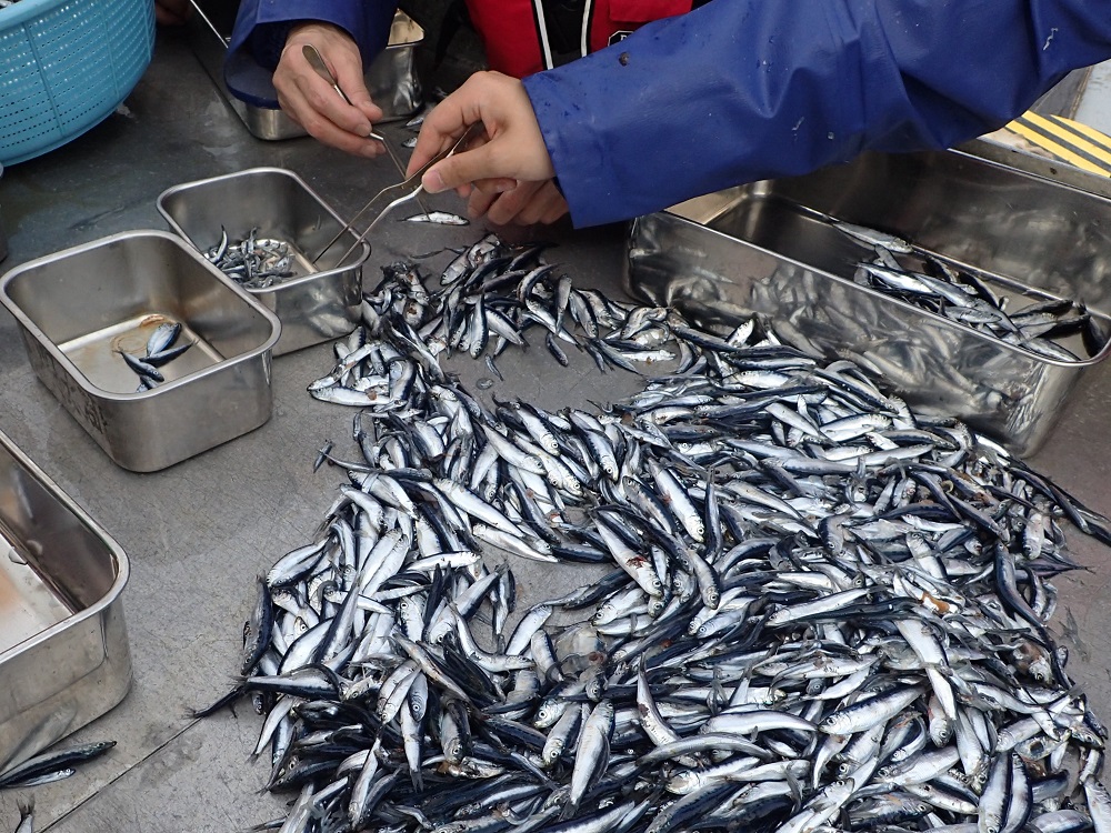 表中層トロール網で採集されたマイワシ稚魚