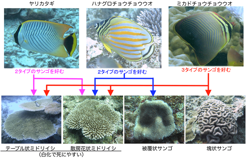 ３種のチョウチョウウオと好みのサンゴの関係