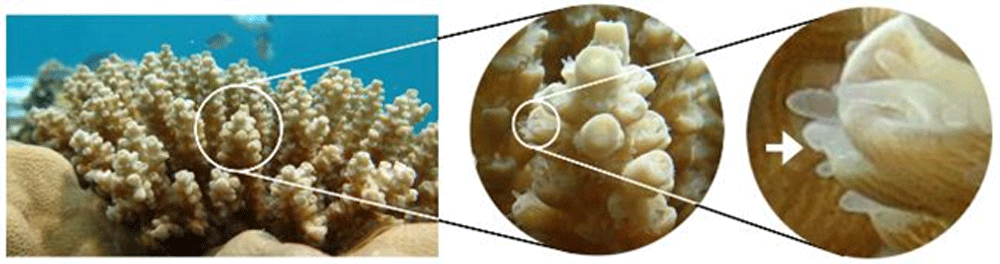 図１　サンゴ（左）・一部を拡大（中）・ ポリプ（右：矢印で示したもの）
