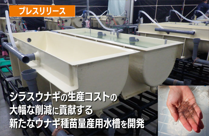 シラスウナギの生産コストの大幅な削減に貢献する新たなウナギ種苗量産用水槽を開発
