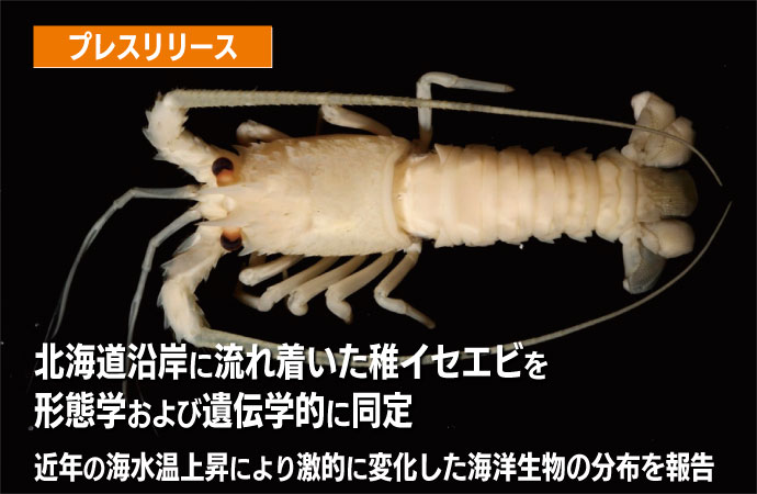 北海道沿岸に流れ着いた稚イセエビを形態学および遺伝学的に同定