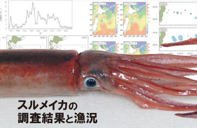スルメイカの調査結果と漁況