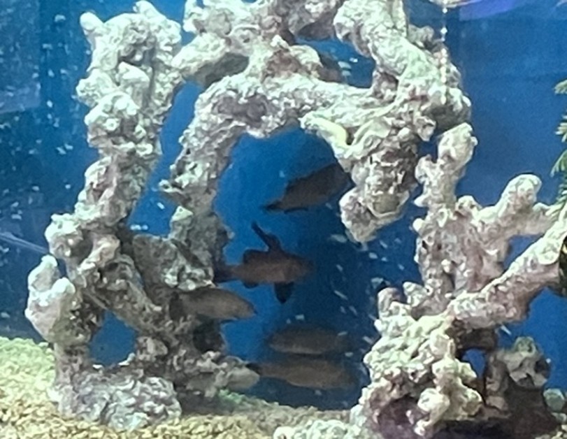 スジアラがいる水槽の画像