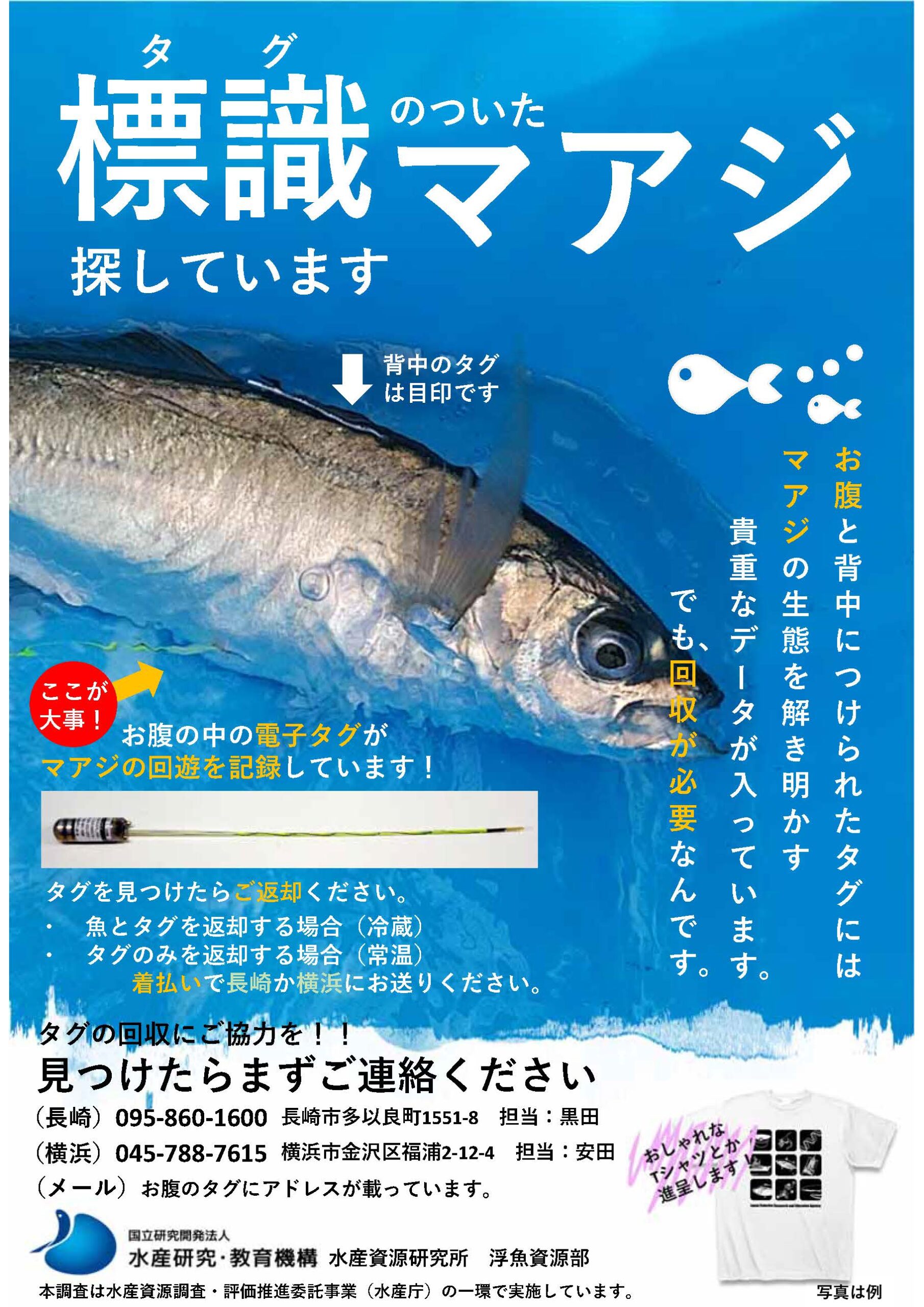 マアジの標識ポスター